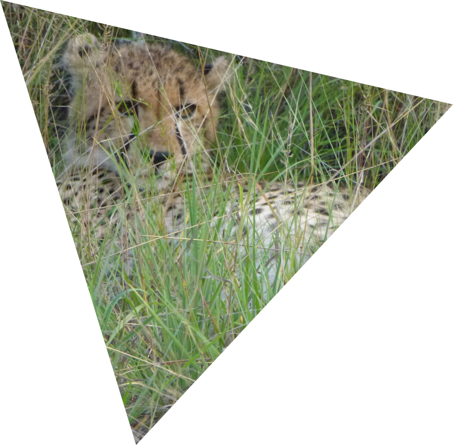 https://wuwit.com/wp-content/uploads/2020/12/leopard-triangle.png